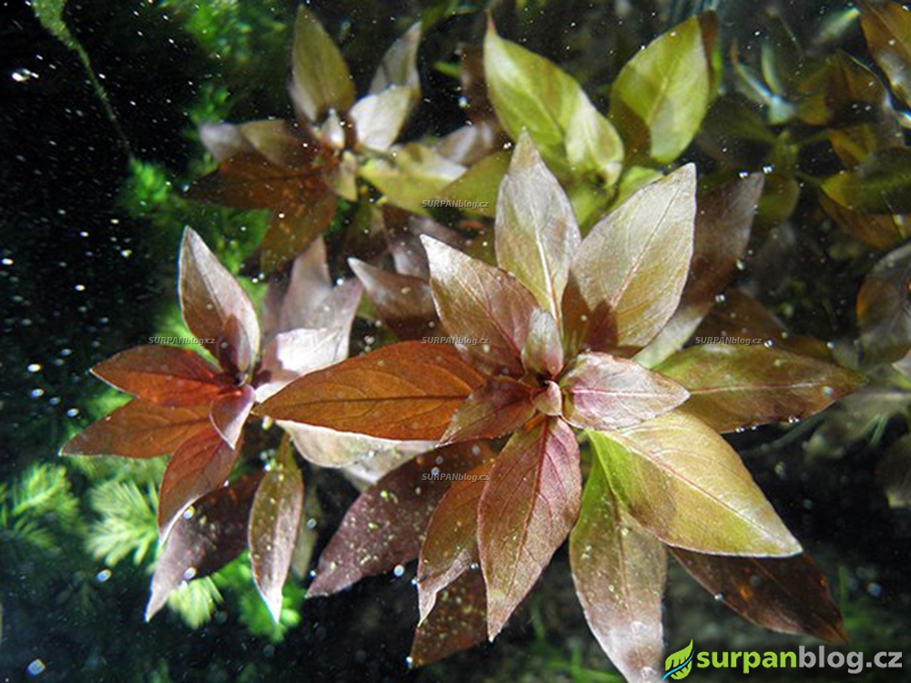 Ludwigia repens Rubin Zakucelka plazivá Rubin akvarijní rostliny