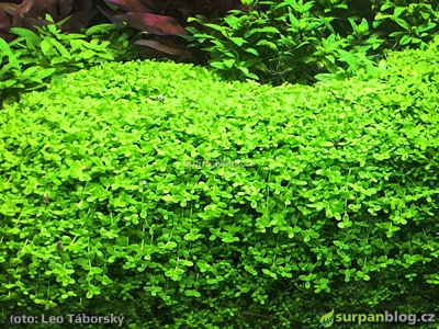 Micranthemum umbrosum - New Large Pearl Grass