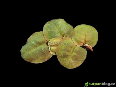Phyllanthus fluitans - Red Root Floater - muteň vzplývavá