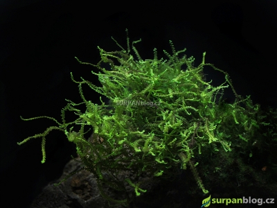 Heteroscyphus zollingeri - Pearl moss akvarium