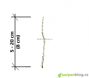 Drepanocladus aduncus - Srpatka zahnuta - stringy moss - herbar