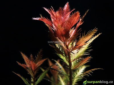 Proserpinaca palustris akvarijni rostlina
