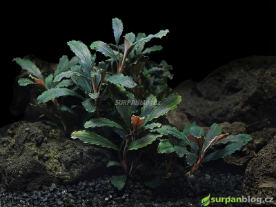 Bucephalandra Biblis atlas rostlin