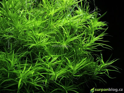 Heteranthera zosterifolia - Stargrass - Kosokvět úzkolistý