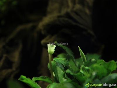 Bucephalandra Green Velvet květy