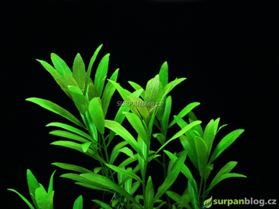 hygrophila polysperma - mokřanka v noci