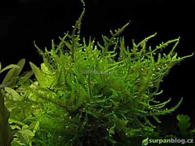 Taxiphyllum alternans - Taiwan moss - Loděnka střídavá
