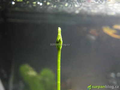 Květ sagittaria subulata - poupě