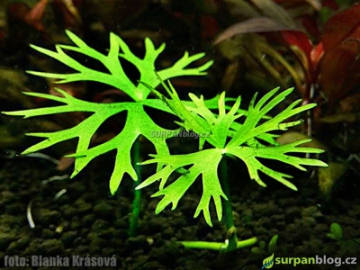 Ranunculus inundatus - River Buttercup - pryskyřník vodní