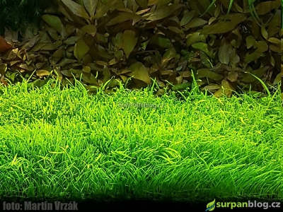 Utricularia graminifolia - Grass Leaved Bladderwort