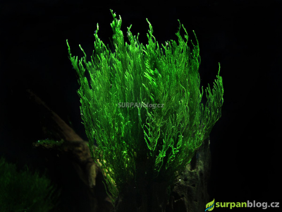 Flame moss - Taxiphyllum sp. Flame moss