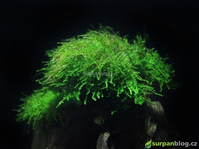 Vesicularia dubyana - Singapore moss