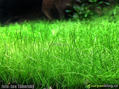 Eleocharis Parvula - dwarf spikerush, Dwarf Hairgrass