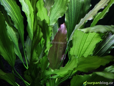Echinodorus uruguayensis Osiris - Melon Sword - Šípatkovec červenolistý
