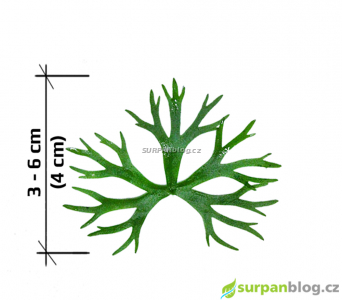Pryskyřník vodní - Ranunculus inundatus - herbar