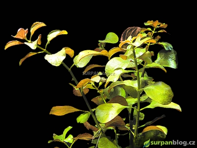 Ludwigia palustris - zakucelka bahenní