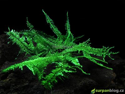 Vesicularia sp. Anchor Moss - Měchýřka Mini Christmas moss