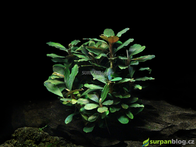 Bucephalandra theia