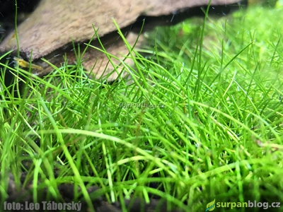 Eleocharis Parvula - Dwarf Hairgrass