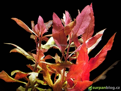 Plevuňka Splendida - Alternanthera reineckii Splendida červená rostlina