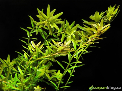 Rotala rotundifolia - akvarijni rostliny
