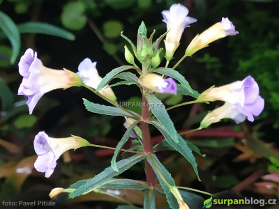 Limnophila hippuridoides kvet