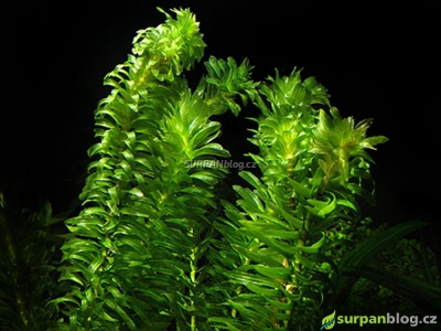 Egeria densa - douška hustolistá - nenáročná akvarijní rostlina