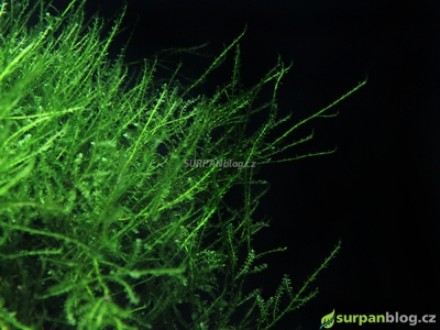 creeping moss akvarijni mechy