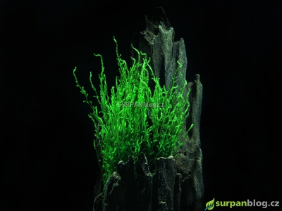 Loděnka sp. Flame moss - Taxiphyllum sp. Flame moss