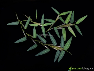 hygroryza aristata - plovoucí rostlina