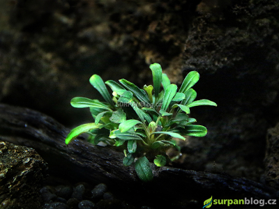 Bucephalandra aqua artica