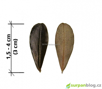 Bucephalandra Theia - herbar