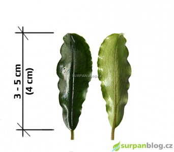Bucephalandra green wavy - Bucephalandra herbar