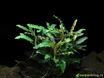 Bucephalandra Velvet Leaf