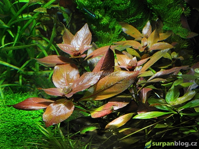 Detail Ludwigia repens super Red