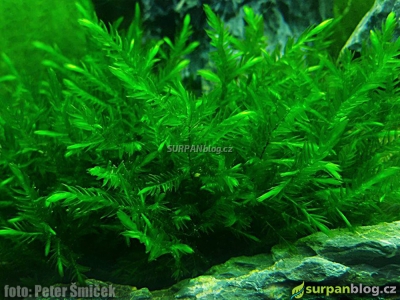Pramenička chabá - Fontinalis hypnoides - Willow moss - aquarien moss - mech