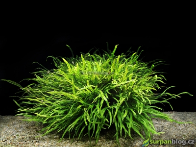Microsorum pteropus - Trident rostliny