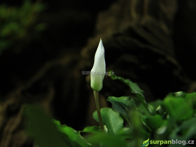 Bucephalandra Green Velvet květ