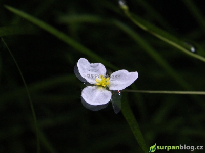 sagittaria subulata květ