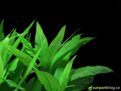 Hygrophila guyanensis - Hygrophila costata - Glush weed
