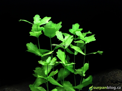 Shinnersia rivularis - shinersie říční - nenáročná rostlina