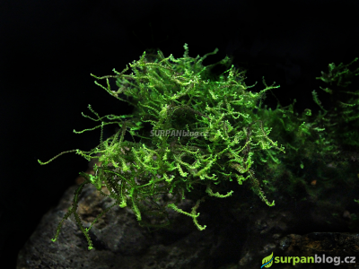 Heteroscyphus zollingeri - Mini Pearl moss mech