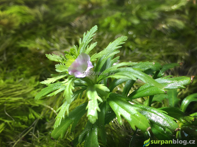 kvet Limnophila sessiliflora