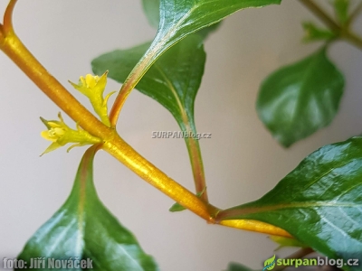 květ ludwigia palustris