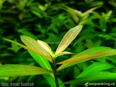 East Indian hygrophila, hygro, Indian swampweed, Miramar weed, Dwarf Hygrophila