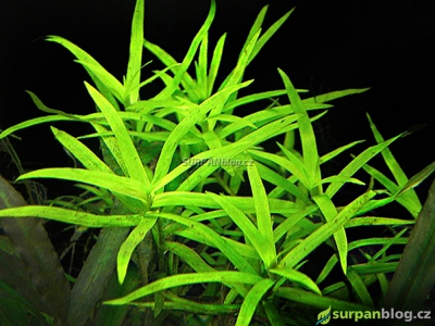 Kosokvět úzkolistý - Heteranthera zosterifolia