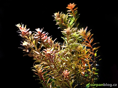 Kolovka rotundifolia - Rotala rotundifolia - do červena