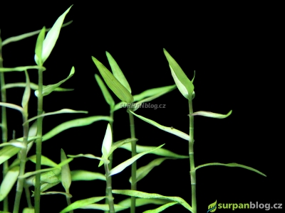 Murdannia Keisak - Asian dayflower rostliny