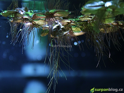 Phyllanthus fluitans - muteň vzplývavá - aquarium plant